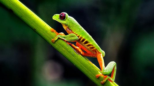 30 Photos That Will Make You Wish You Were In Costa Rica Right Now