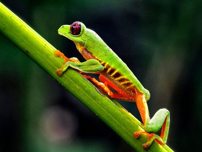 30 Photos That Will Make You Wish You Were In Costa Rica Right Now