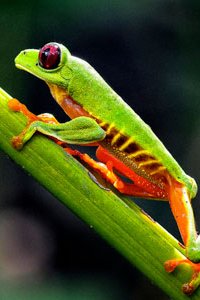 30 Photos That Will Make You Wish You Were In Costa Rica Right Now