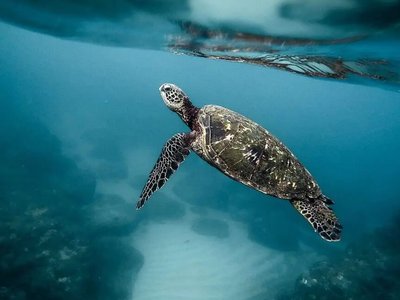 Costa Rica leads the way for ocean protection
