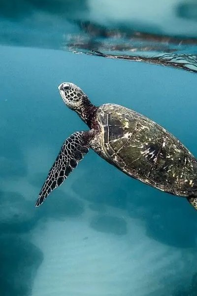 Costa Rica leads the way for ocean protection