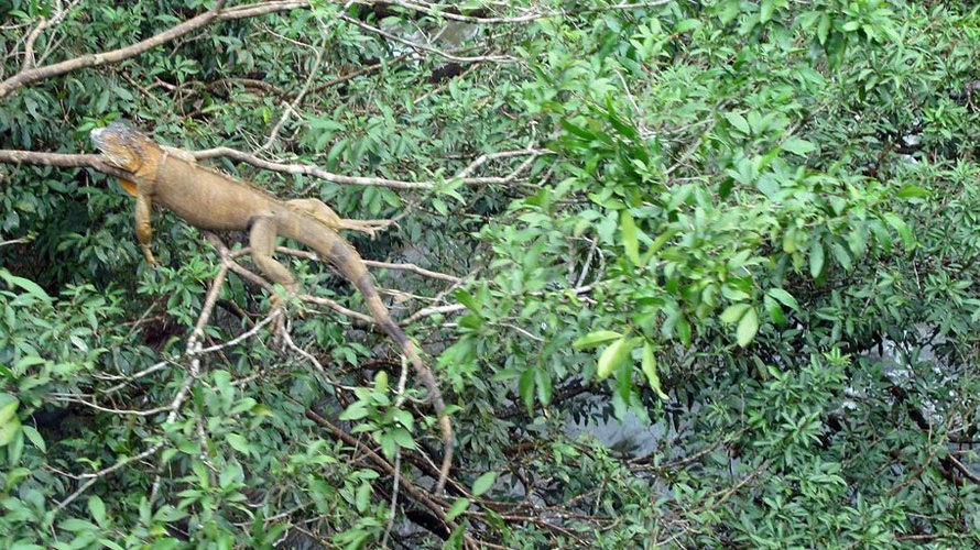 Costa Rica Closes State Zoos to Champion Wildlife Conservation and Natural Habitats