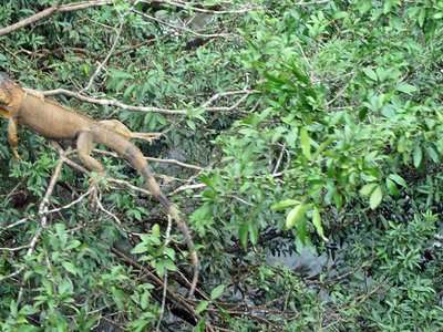 Costa Rica Closes State Zoos to Champion Wildlife Conservation and Natural Habitats