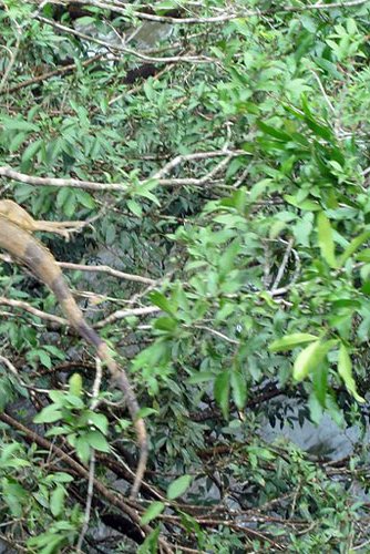 Costa Rica Closes State Zoos to Champion Wildlife Conservation and Natural Habitats