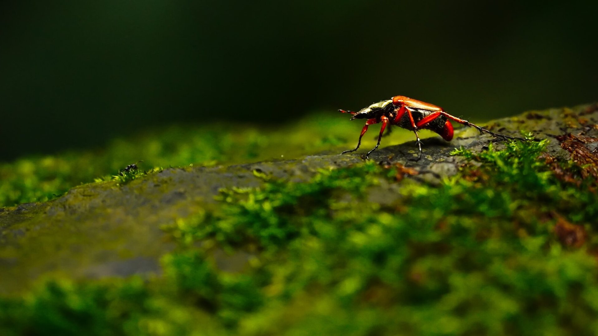 Experience the highlights of nature documentaries in real life