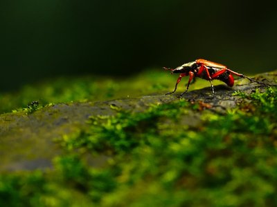 Experience the highlights of nature documentaries in real life