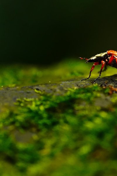 Experience the highlights of nature documentaries in real life