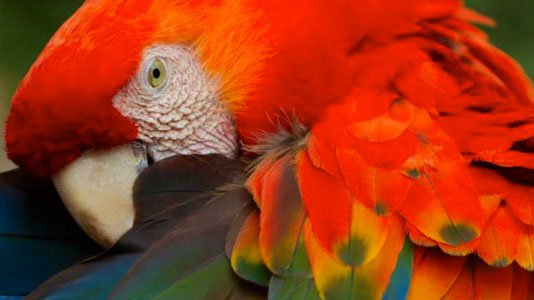 Osa Peninsula The most biologically intense place on Earth