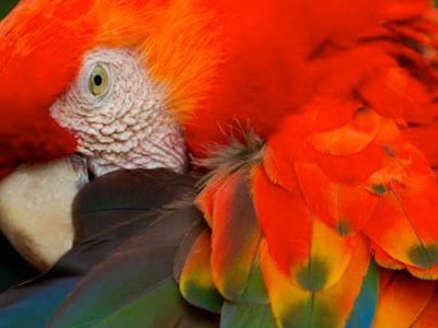 Osa Peninsula The most biologically intense place on Earth